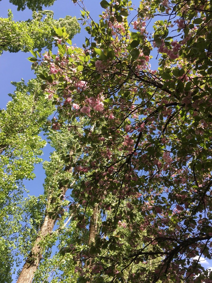 Kwitnące drzewa w okolicy osiedla